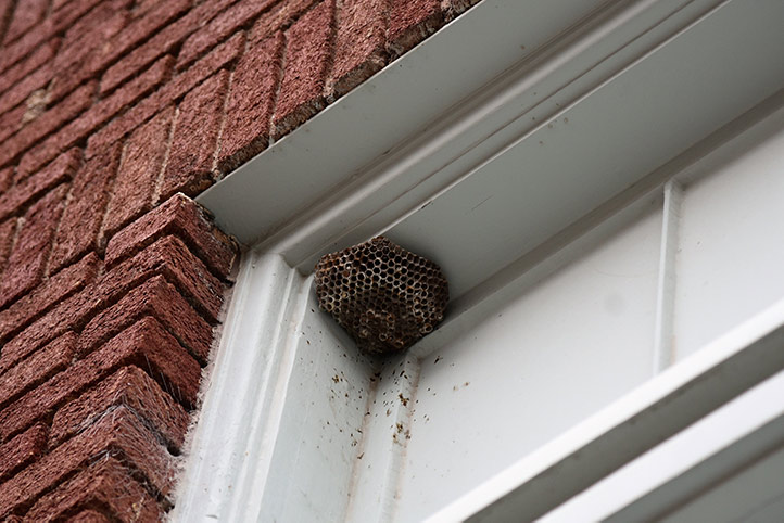 We provide a wasp nest removal service for domestic and commercial properties in Calne.